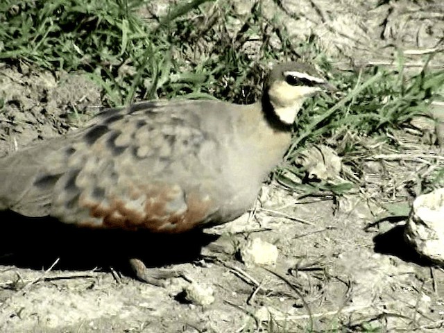 Yellow-throated Sandgrouse - ML201076071