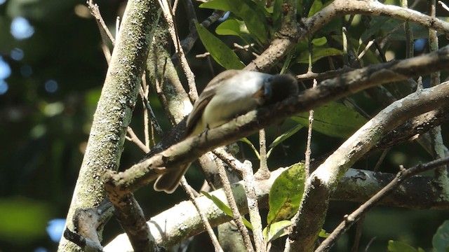 La Sagra's Flycatcher - ML201076151