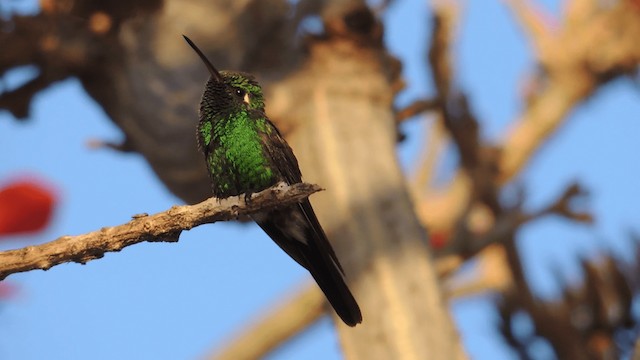 Cuban Emerald - ML201076181