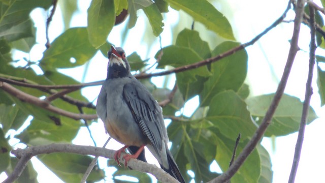 Western Red-legged Thrush (Rusty-bellied) - ML201076191