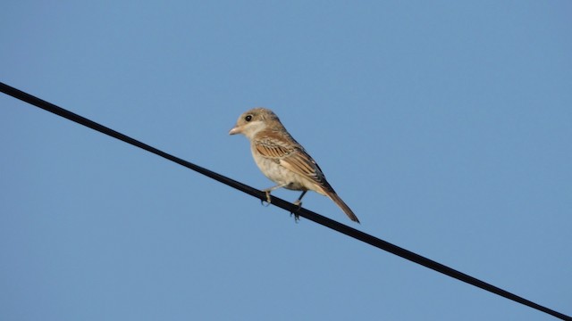 Woodchat Shrike - ML201076361