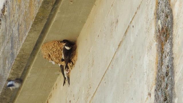 Western House-Martin - ML201076461