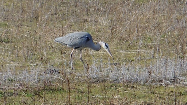 Gray Heron - ML201076481