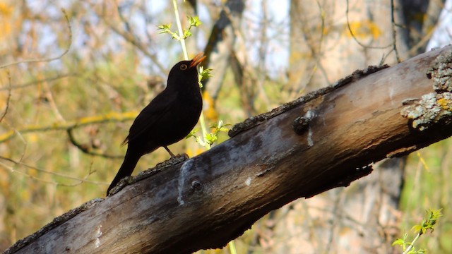 Eurasian Blackbird - ML201076511