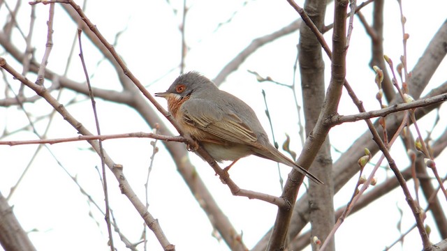 Fauvette passerinette - ML201076521