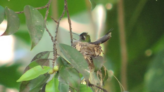 Kubasmaragdkolibri - ML201076561