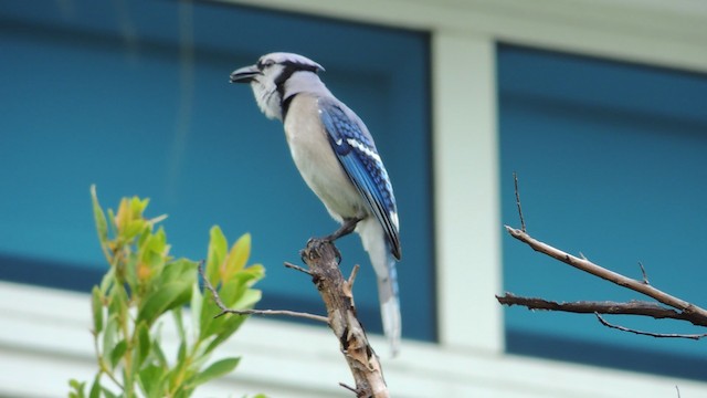 Blue Jay - ML201076581