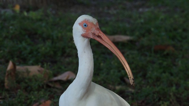 ibis bílý - ML201076631