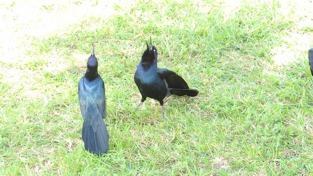 Boat-tailed Grackle - ML201076641