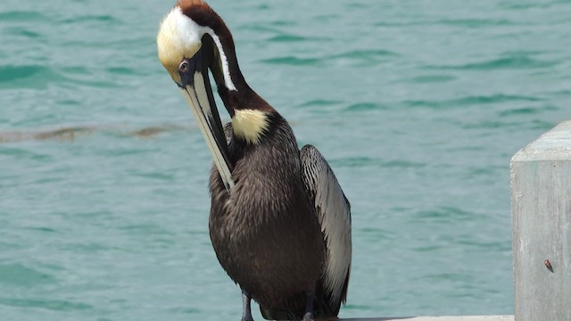 Brown Pelican - ML201076661