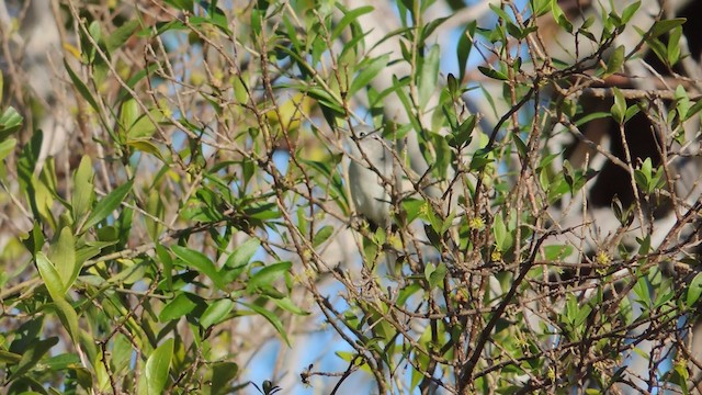 Gobemoucheron gris-bleu - ML201076711