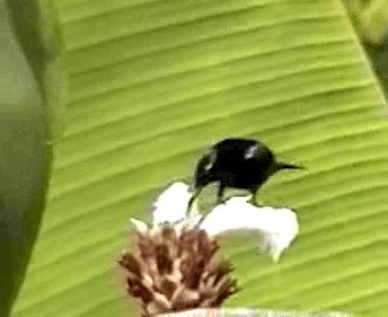 Black Sunbird - ML201076781