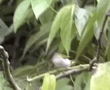 Cream-throated White-eye (Halmahera) - ML201076791