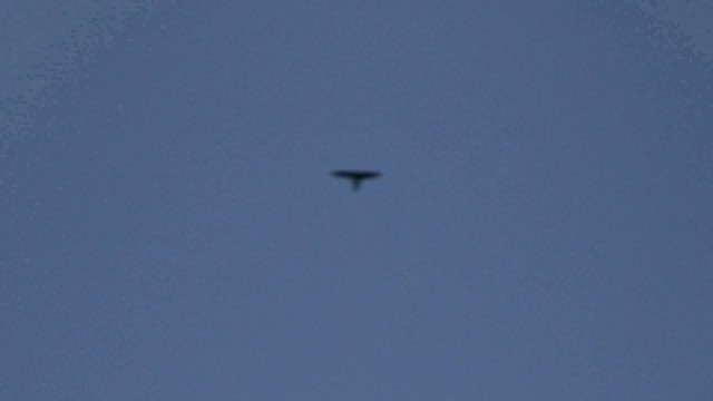 Bradfield's Swift - ML201076811
