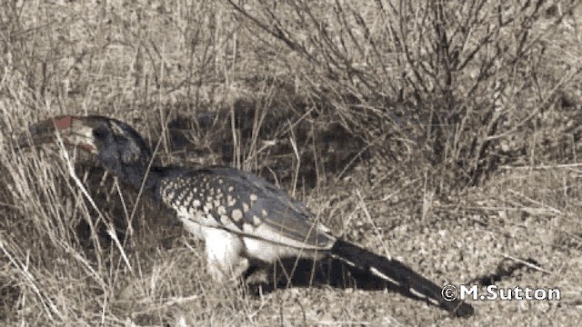 Monteiro's Hornbill - ML201076831