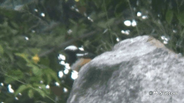 Mocking Cliff-Chat - ML201076921