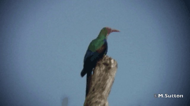 White-headed Woodhoopoe (bollei/jacksoni) - ML201076971