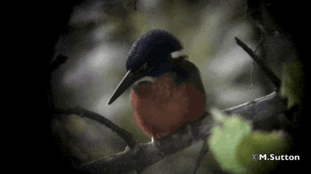 Shining-blue Kingfisher - ML201077051