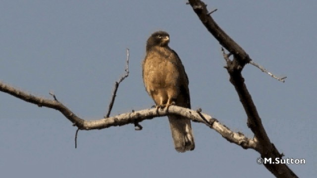 Grasshopper Buzzard - ML201077061