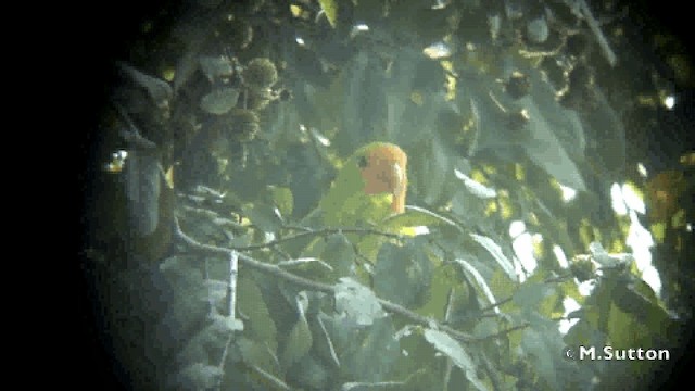 Red-headed Lovebird - ML201077071