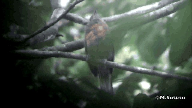 Finsch's Flycatcher-Thrush - ML201077091