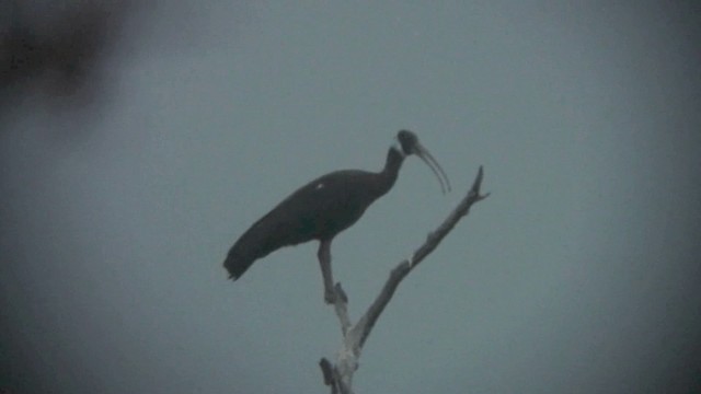 White-shouldered Ibis - ML201077111