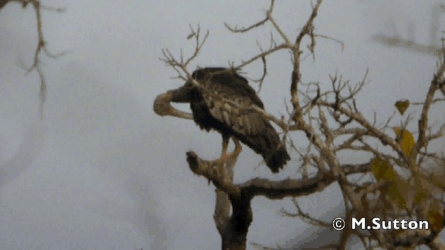 Giant Ibis - ML201077121