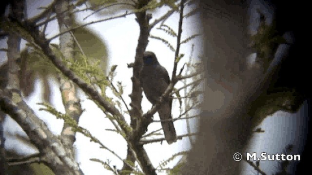 Indochinese Cuckooshrike - ML201077131