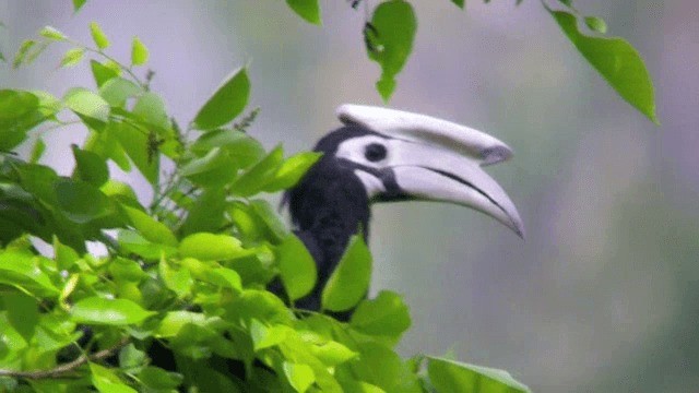 Palawan Hornbill - ML201077171