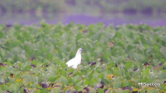 Garcilla Malgache - ML201077241