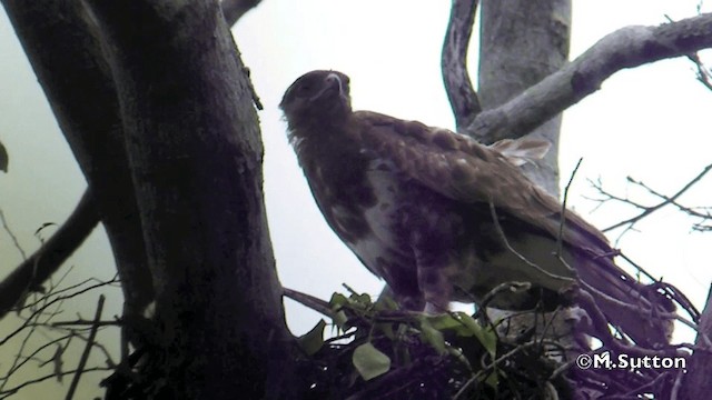 Madagascar Buzzard - ML201077271