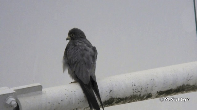 Sooty Falcon - ML201077281