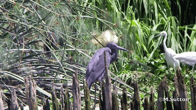 Humblot's Heron - ML201077291