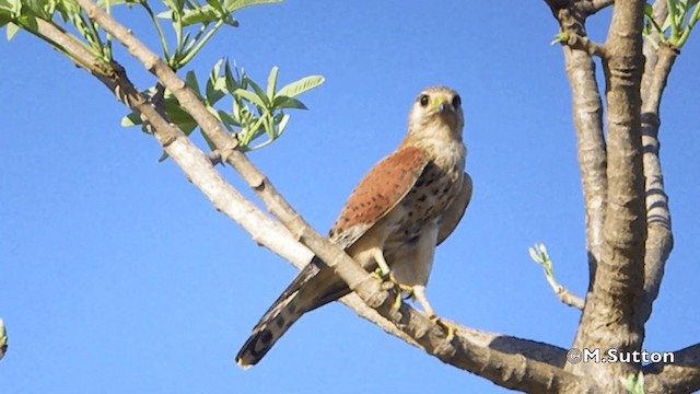 Malagasy Kestrel - ML201077341