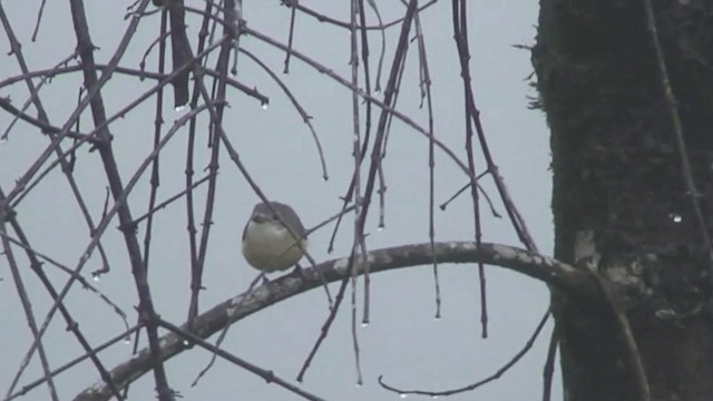 Red-tailed Vanga - ML201077361