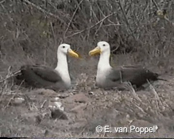 albatros galapážský - ML201077431