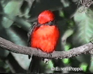 Brujo Flycatcher (Galapagos) - ML201077441