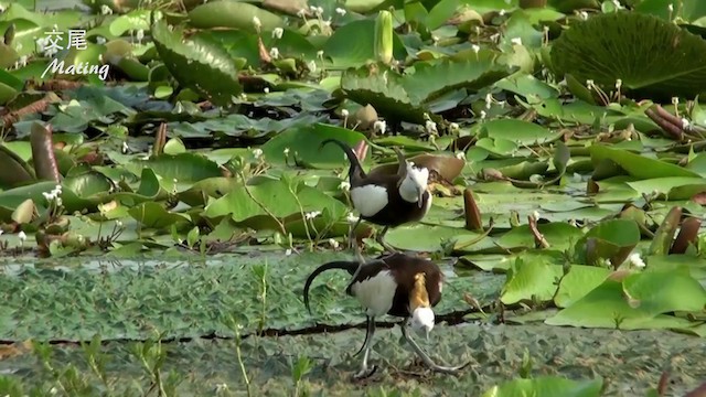 Pheasant-tailed Jacana - ML201077481