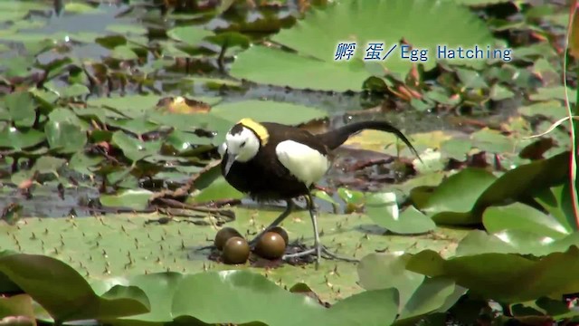 Pheasant-tailed Jacana - ML201077491