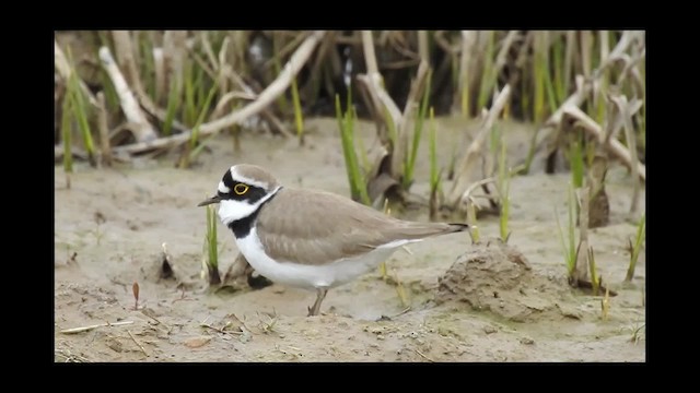 Little Ringed Plover - ML201077501