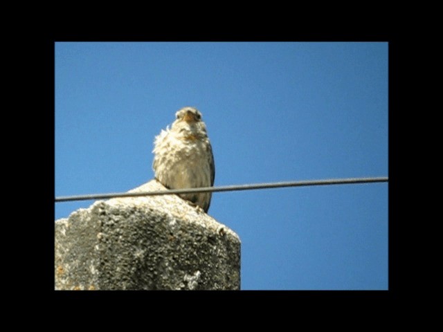Rock Sparrow - ML201077521