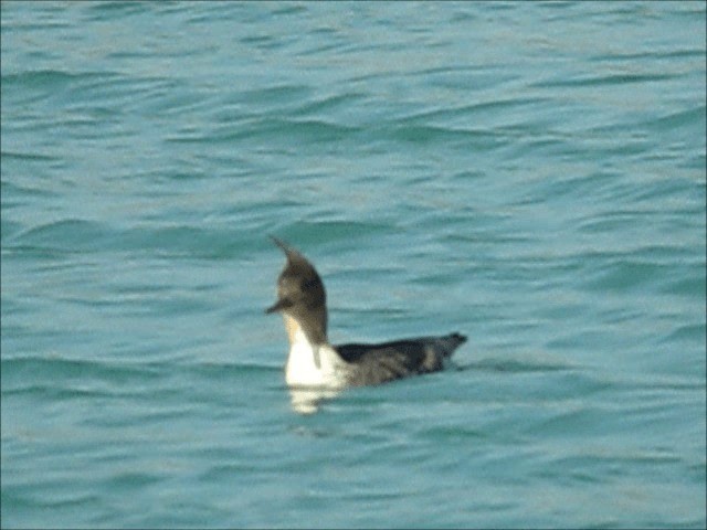 Red-breasted Merganser - ML201077531