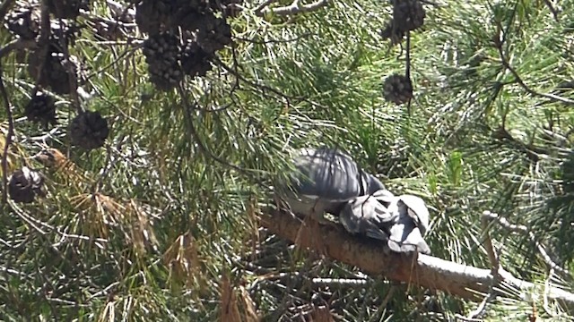 Common Wood-Pigeon - ML201077551