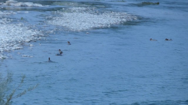 Крех великий (підвид merganser/orientalis) - ML201077581