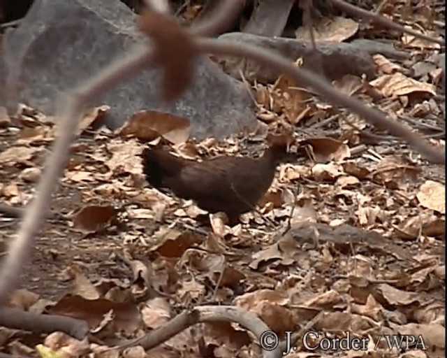 Painted Spurfowl - ML201077621