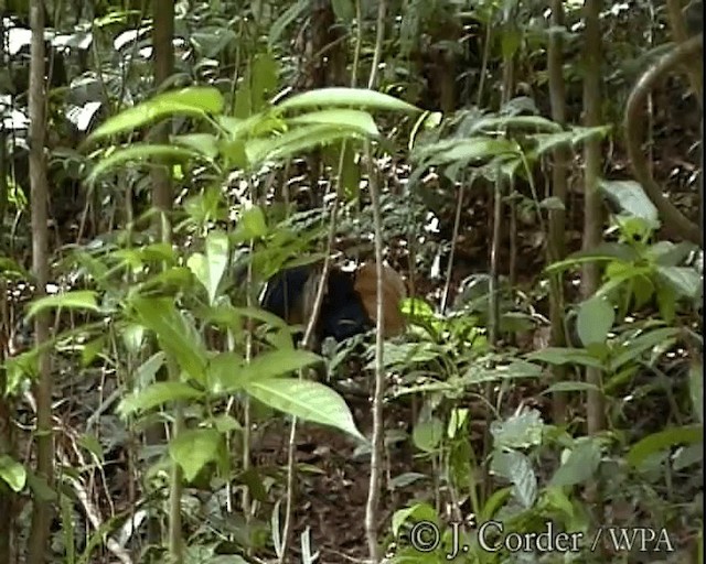 Bornean Crested Fireback - ML201077671