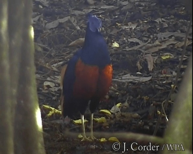 Borneo Mavi İbikli Sülünü - ML201077681