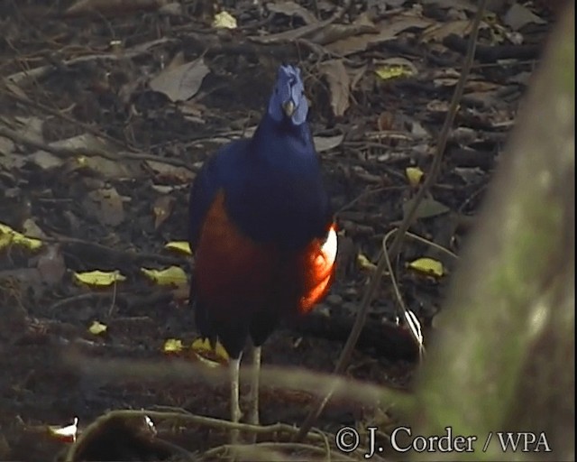 Bornean Crested Fireback - ML201077691