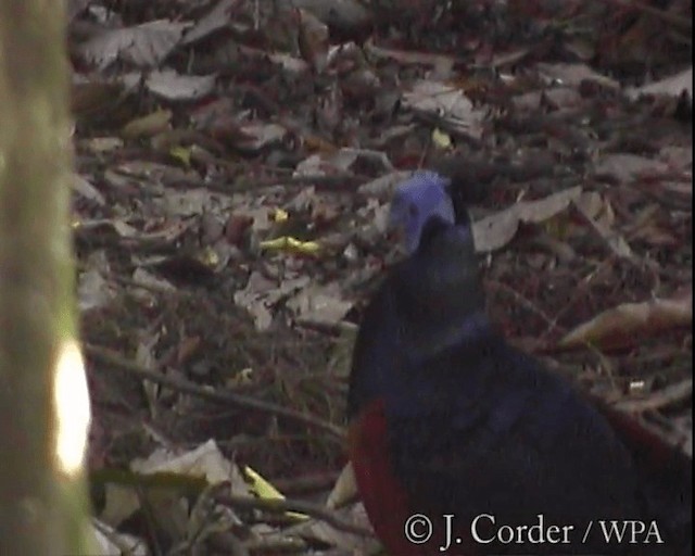 Bornean Crested Fireback - ML201077701