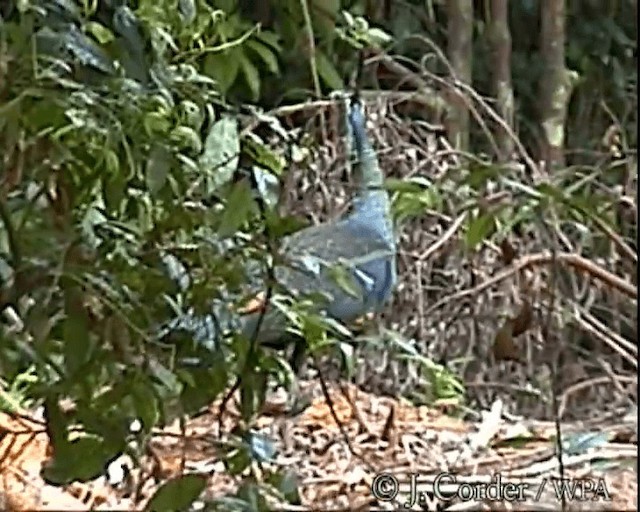 Green Peafowl - ML201077741